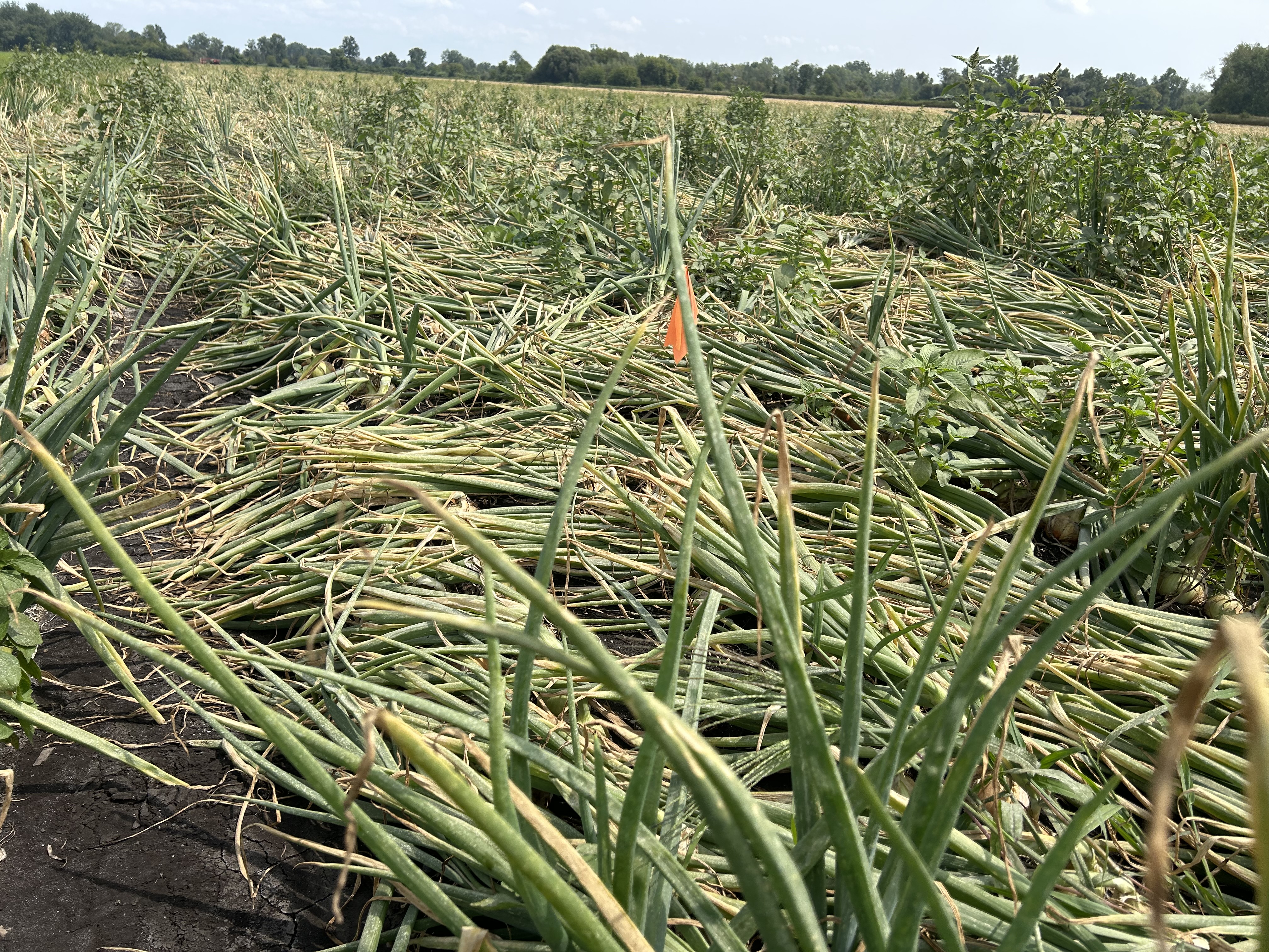 IMG_1022onion field 2.jpg